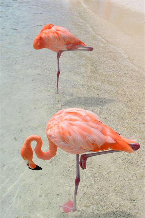 How to Visit Flamingo Beach - Planes, Trains and Champagne