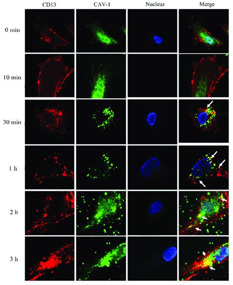 Immunofluorescence microscopy (1000 Â ). HUVEC were treated with a... | Download Scientific Diagram