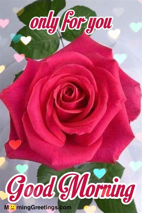 51 Good Morning Wishes With Rose - Morning Greetings – Morning Quotes ...