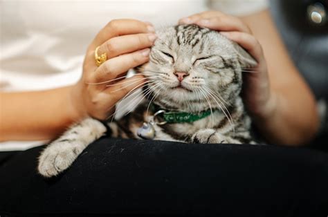 Premium Photo | The cat is lying on the sofa with the owner petting and playing.