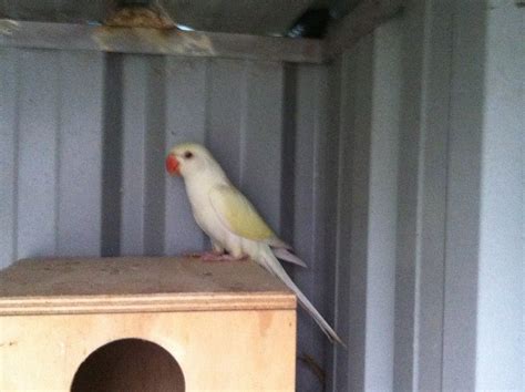 Parrot Breeding: Creamino Indian Ringneck