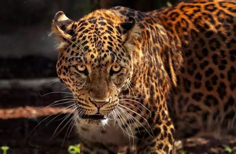 Jaguar - Description, Habitat, Image, Diet, and Interesting Facts