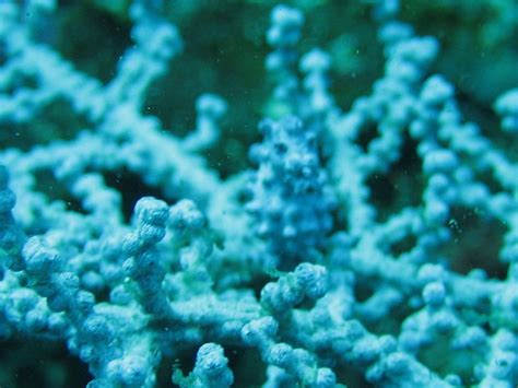 pygmy seahorse in the camouflage | Flickr - Photo Sharing!