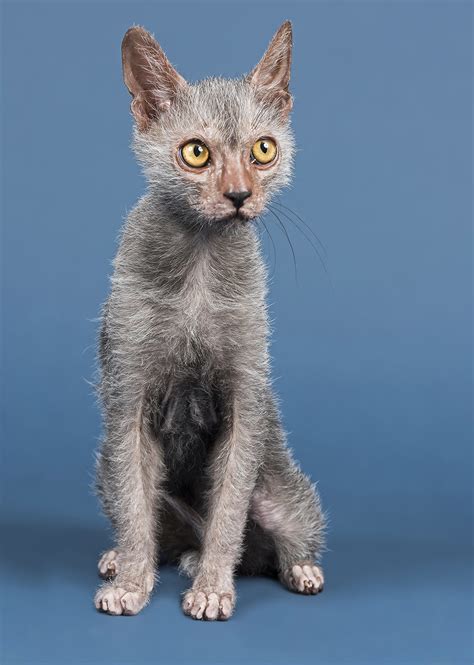 Werewolf Cat - Your Guide To The Fascinating Lykoi Cat Breed