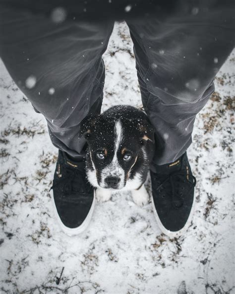 A Healthy Life for Your Blue Heeler: Lifespan and Care Tips