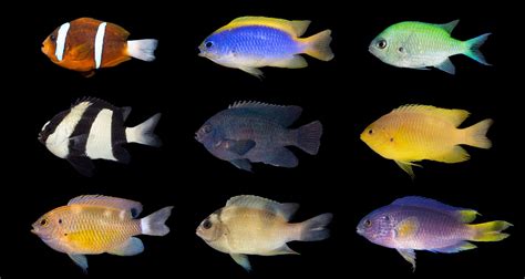 Damselfishes in colour - Lizard Island Reef Research Foundation