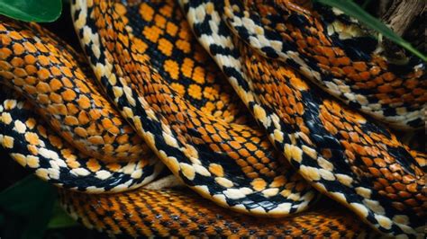 The Snake Species, Malayan Krait, information and characteristics - Snake types