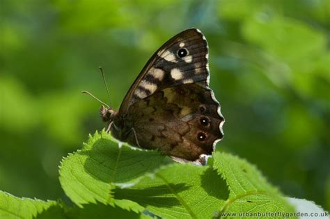 Speckled Wood Butterfly (Pararge aegeria) | Urban Butterfly Garden