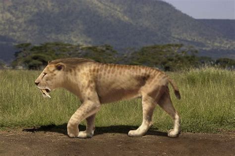 Picture 3 of 8 - Sabre-Toothed Tiger (Smilodon Populator) Pictures & Images - Animals - A-Z Animals