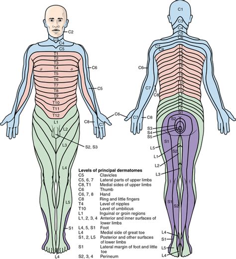 Spine | Musculoskeletal Key