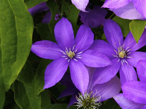 Purple Clematis Photograph by Richard Gregurich - Fine Art America