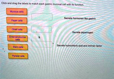 SOLVED: Click and drag the labels to match each gastric mucosal cell with its function. Mucous ...