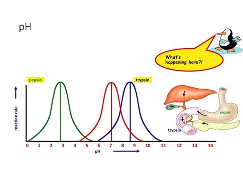 G11 Biology 2017-2018 Enzymes - online presentation