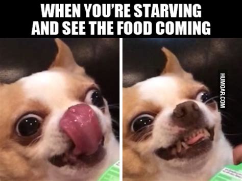 30 Hungry Memes You'll Find Too Familiar - SayingImages.com