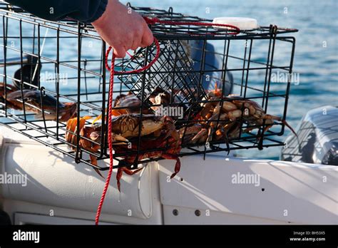 crab trap Stock Photo - Alamy