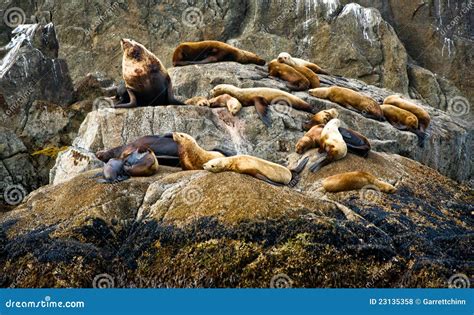 Alaska Seals stock photo. Image of island, water, seal - 23135358