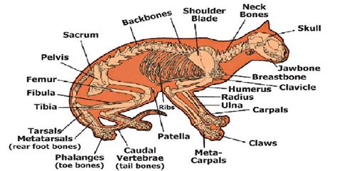 Apa yang Anda ketahui tentang fisiologi kucing? - Ilmu Kedokteran Hewan - Dictio Community