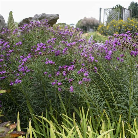 Photo Essay | Perennials for Fall Color | Perennial Resource