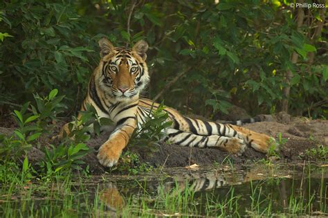 Bandhavgarh Wildlife Photography Camp - Tiger Photo Camp | The Outback ...