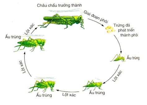 Khái niệm sinh trưởng và phát triển ở động vật sinh 11 - Kỳ thi ĐGTD ĐH Bách Khoa