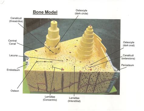 ANATOMY & PHYSIOLOGY I BIS 240: Bone Model