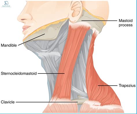 Sternocleidomastoid: Origin, Insertion, Nerve Supply & Action » How To ...