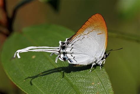 the Common Imperial - ผีเสื้อขาวหางริ้ว | Butterfly family, Imperial, Butterfly