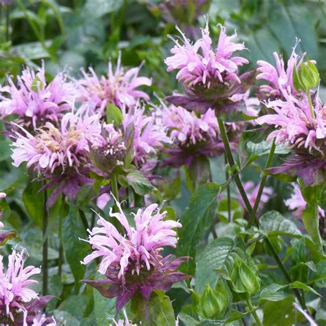 Monarda Fistulosa Seeds - Wild Bergamot Flower Seed