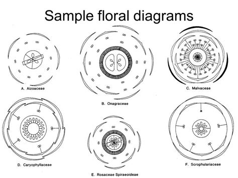 Flower morphology. - ppt video online download