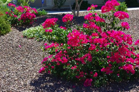 Bougainvillea Bougainvillea: Landscaping with Bougainvillea!