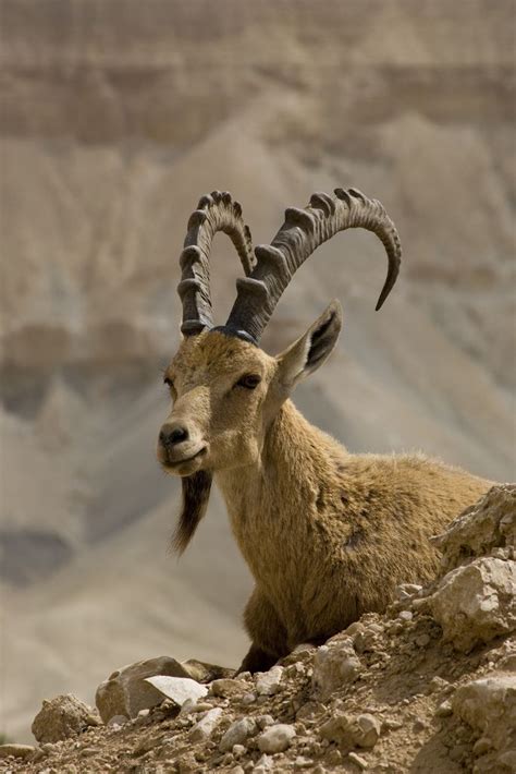 Pin by Eva Gallardo on Israel | Animals wild, Ibex, Animal kingdom