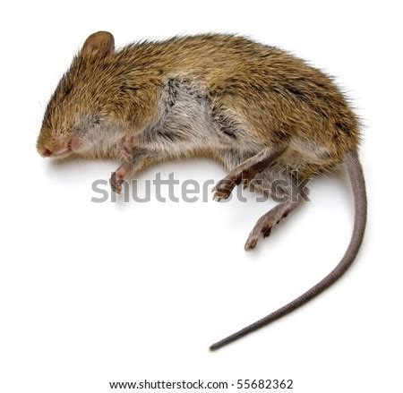 Dead Rat Isolated Stock Photo 55682362 - Shutterstock