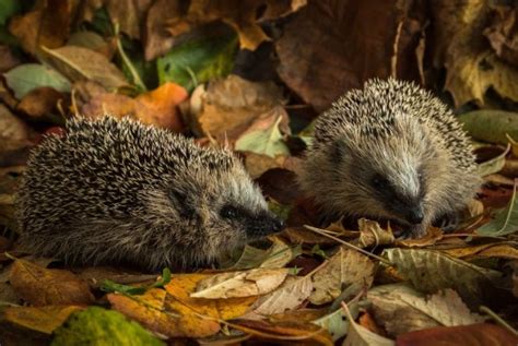 Do Hedgehogs Poop a Lot? (And How to Reduce the Odor) - Fur, Wings ...