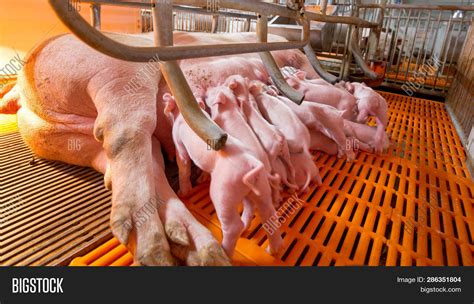 Swine Farming - Parent Image & Photo (Free Trial) | Bigstock