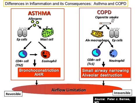 Asthma Vs COPD Pathophysiology