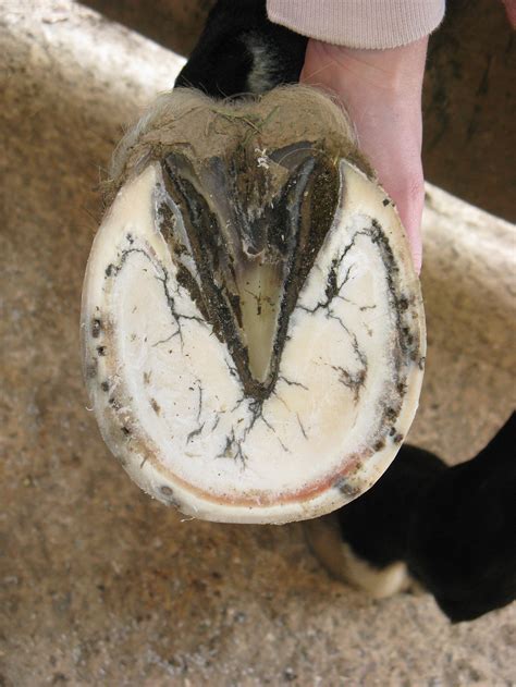 What Is Laminitis? - Understanding your horses foot anatomy