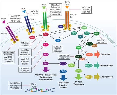 Chemotherapy | Obgyn Key