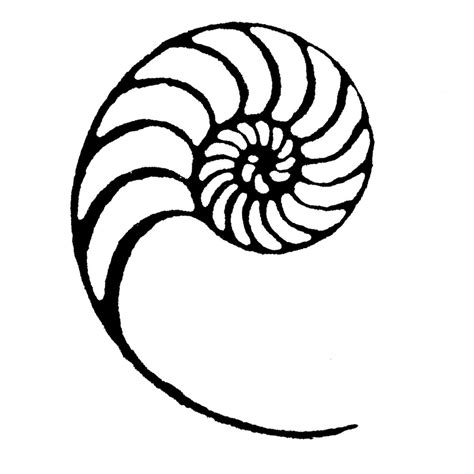 Chambered Nautilus Drawing at GetDrawings | Free download