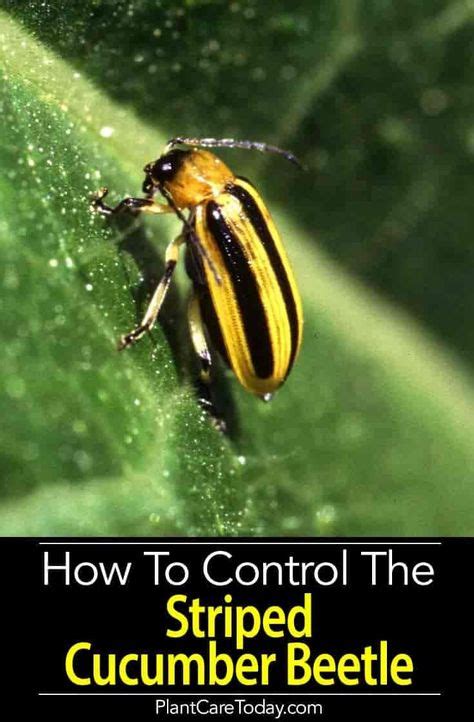 Cucumber Beetle Control: Get Rid Of Striped, Spotted Cucumber Beetles ...