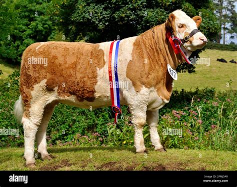 Domestic cattle, Simmental, show champion with sash and rosettes, Northern Ireland Stock Photo ...