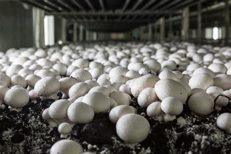 Mushroom Farm stock image. Image of plant, farm, agriculture - 40097357