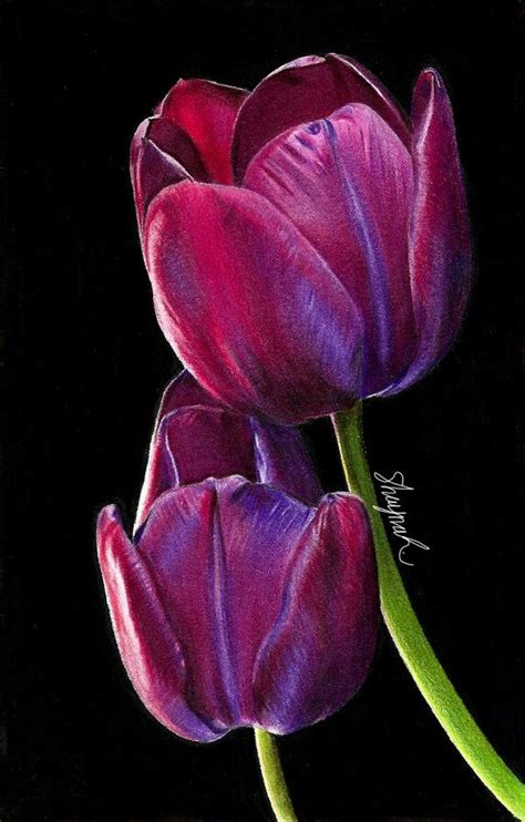 Tulips - Drawing by shaynaJreddick on DeviantArt en 2023 | Arte de amapolas, Pintura de tulipán ...