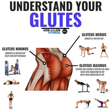 Your glute muscles work as a team. The gluteus Maximus is kinda like ...