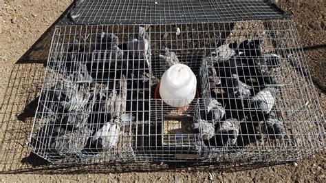 Pigeon Removal In Las Vegas | Tri-X Pest Management