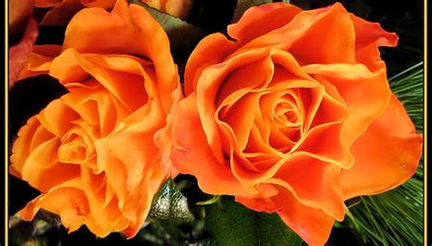 Meaning of Orange Roses | Garden Guides