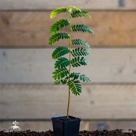 Happy Tamarind tree - Tamarindus indica - Curry Leaf Tree / Happy Exotics