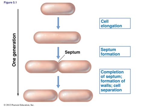 PPT - I. Bacterial Cell Division PowerPoint Presentation, free download ...