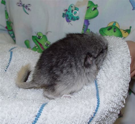 Chinchilla Care - CHICAGO EXOTICS ANIMAL HOSPITAL