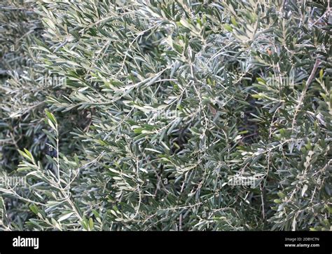 Image Of Olive Tree Background Stock Photo - Alamy