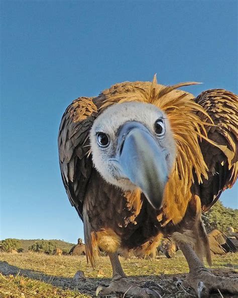 Griffon Vulture - photography by David Tipling | Vulture photography ...